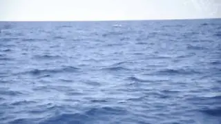 Kona whales.avi