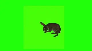Created an Animation of Rabbit using Green Screen