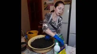 Лучшая земля для рассады.