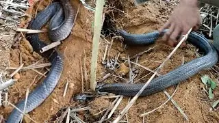đi tìm và đào rắn hổ mang