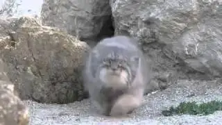 Такого Вы точно Не Видели! Очень Редкое Видео