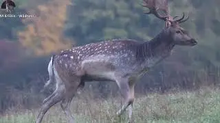 Danielia ruja a biela danielka Fallow deer rut & white female deer