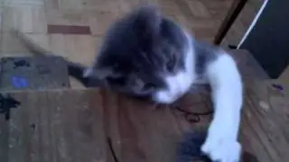 iggy vs. string