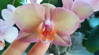 ПЕРВЫЕ РЕЗУЛЬТАТЫ ОПЫЛЕНИЯ ЛЕГАТО🌱🦋❣️👍✌️