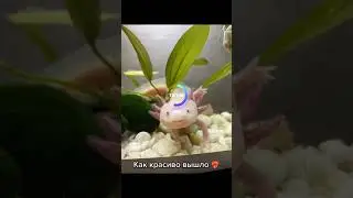 #axolotl