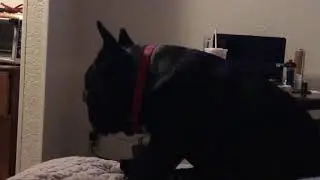 Borgia sleeping