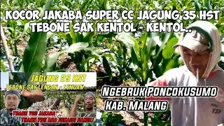 KETAGIHAN FORMULA JAKABA SUPER CC.. ❗❗ JAGUNGE TEBONE SAK KENTOL - KENTOL