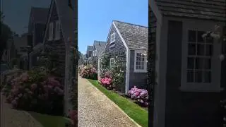#hydrangeas