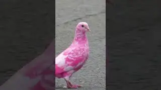 Pink Pigeons!