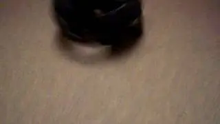 Talon chasing his tail
