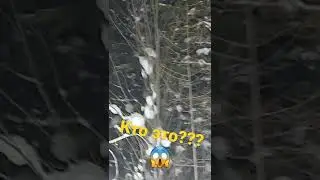 Что за птица???