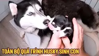 Toàn bộ quá trình chú Chó Husky lần đầu sinh con || Review Con Người và Cuộc Sống