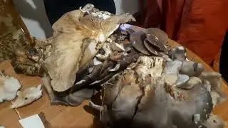 Тихая охота , ведение, собрали грибы.