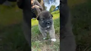 Как такую можно было бросить?! 