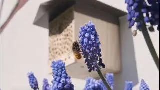 BeeHome: Die faszinierende Welt der Wildbienen entdecken