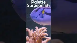 Palette Surgeonfish (Paracanthurus hepatus)