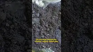 This is how easy it is to grow peanuts in polybags 