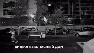 В петербургском дворе женщина выдрала из клумбы дерево и унесла его домой