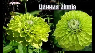 Топ 33 цветов ЗЕЛЁНОГО цвета.Green flowers