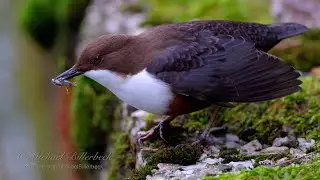 White-throated Dipper (Cinclus cinclus) catches Freshwater Amphipod