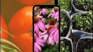How to Winter Sow Seeds in Juice Jugs| Nino and Lo🧑🏾‍🍳👩🏽‍🌾