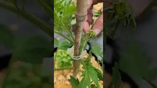 It's Thriving Update 