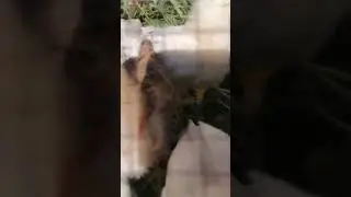 Выпустили милюзгу погулять 🐥🐤