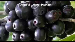 10 Exotic fruits grown in Tamil Nadu