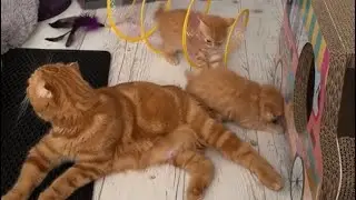 Мне бы такое спокойствие как у кошки 🤣 