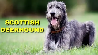 Scottish Deerhound Pros And Cons | Breed Profile | Interesting Facts