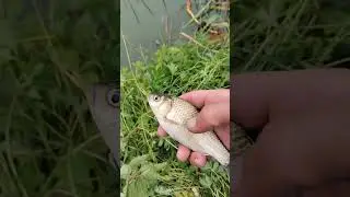 Полные икры