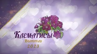 Клематисы Волгоград 2023