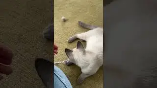 А мы вчера вот такую зайку везли домой