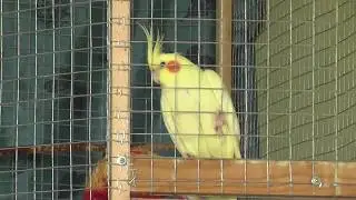 Разведение попугаев осень зима 2017 №10 ИТОГИ и переселение розеллы к кореллам