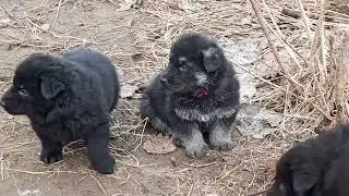 Помет Б