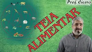 O que é Teia Alimentar