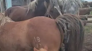 Stallion is chasing Masha again ।  Stallion looking for his mare