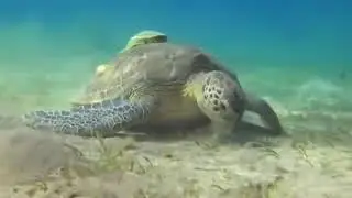 Царство кораллов / Coral Kingdoms