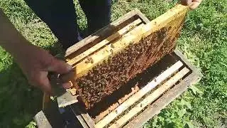 Качество расплода свищевой матки
