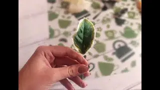 🍃ЛИСТ ДЕРЕНА ИЗ МАСТИКИ 🍃