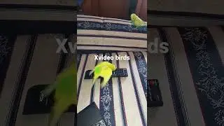birds sex