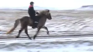 Seifur frá Hlíð