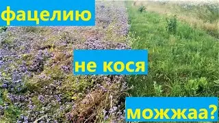 фацелию не скашивая, вспашет???