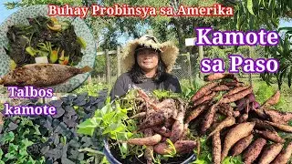 Harvest today: Kamote  | Dahon kamote | Sweet potatoes | Sweet Potato harvest