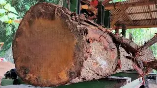 looking inside the largest sawmill giant mahogany logs at the sawmill 