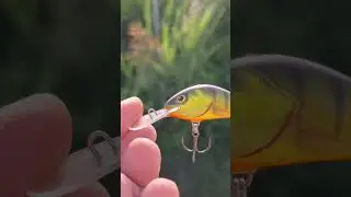 salmo crank #fishing #pesca #angler