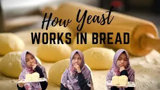 How yeast works in bread?