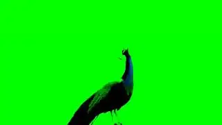 Muslim Man Green Screen | Chrome Key Background | Copyright Free | Islamic Charterer | Arabic Beard