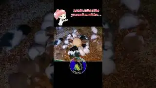 hamster syrian ( anak hamster lucu )