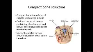 Skeletal System